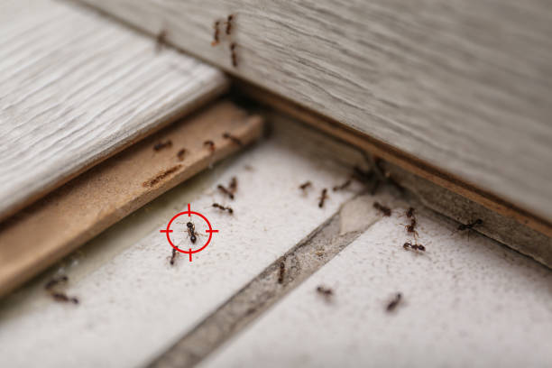 Best Best Pest Control Companies  in Palm Springs North, FL