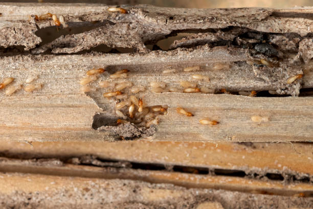 Best Pest Removal Services  in Palm Springs North, FL